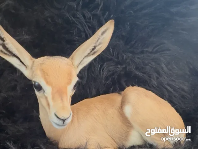 غزال الدماني ذكر