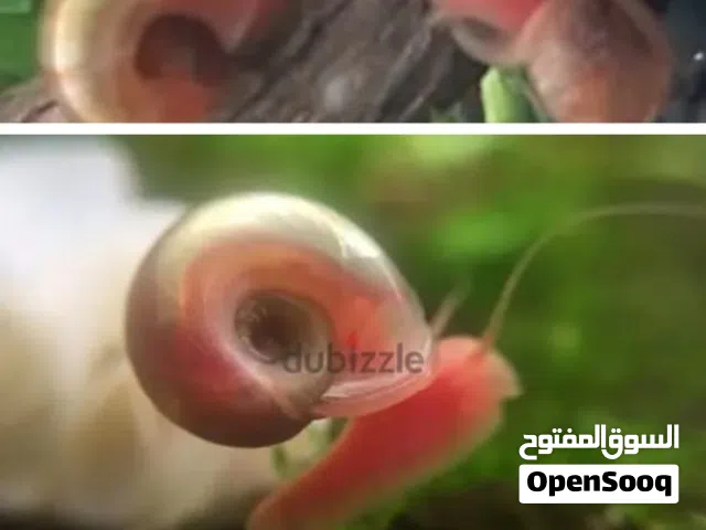 للبيع حلزونيات