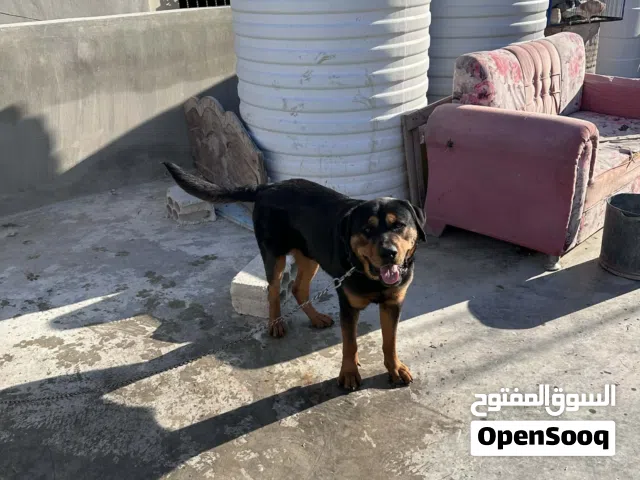 بسم الله ما شاء الله