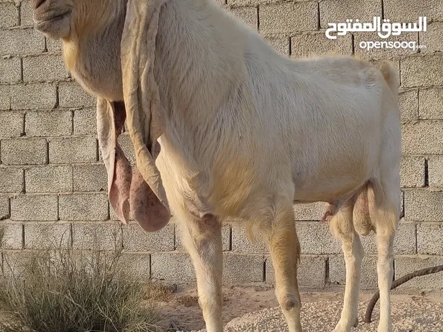 جدي ماشالله فحل للبيع السعر ساوم