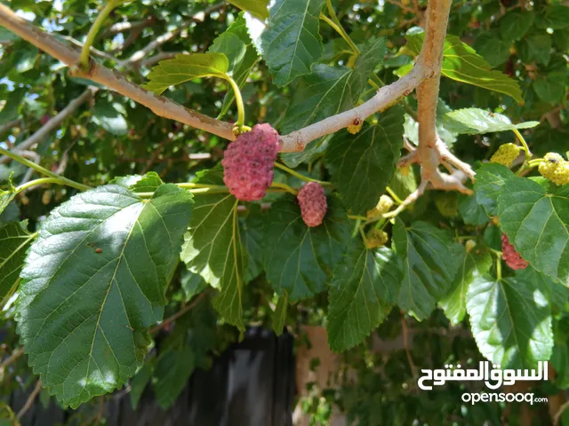1 Bedroom Farms for Sale in Tripoli Wadi Al-Rabi