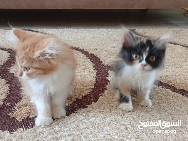 جوز قطاطيس سيامي جميلات