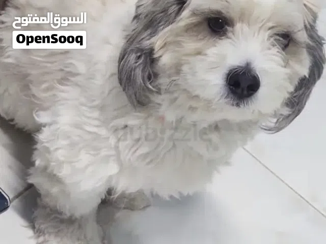 كلب مالتيبو