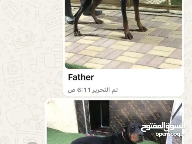 دوبر مان اوروبي اصليي