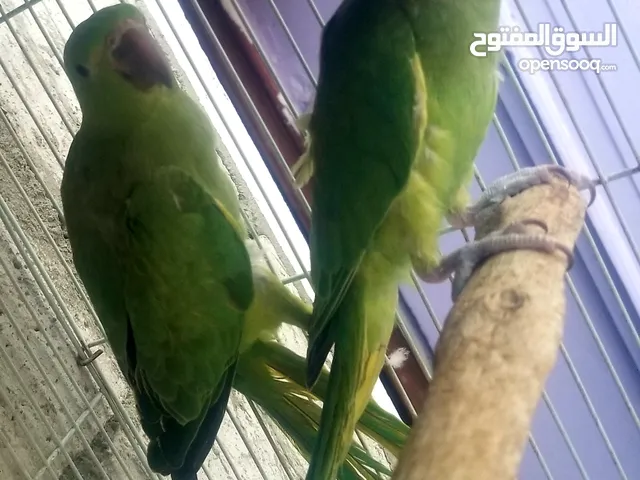 فردين دره هندي مطوق