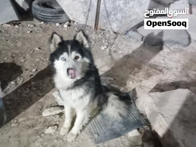 كلب هاسكي  للبيع