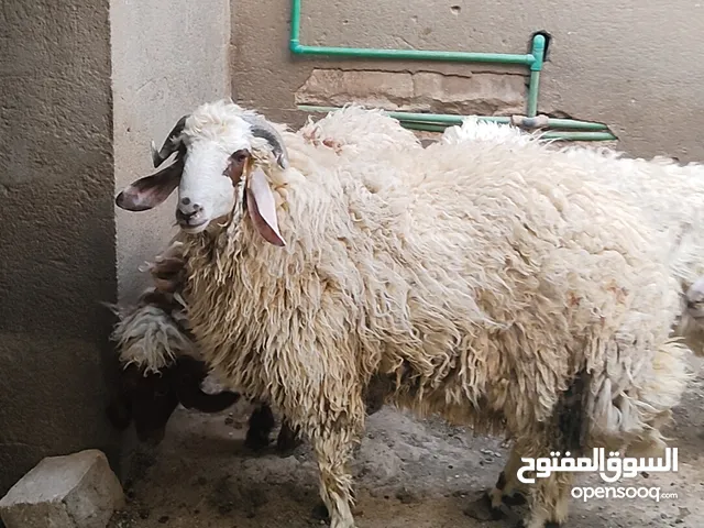للبيع طليان 4 فحله 3 و نثيه 1 كلهن اسمان وصاحيات