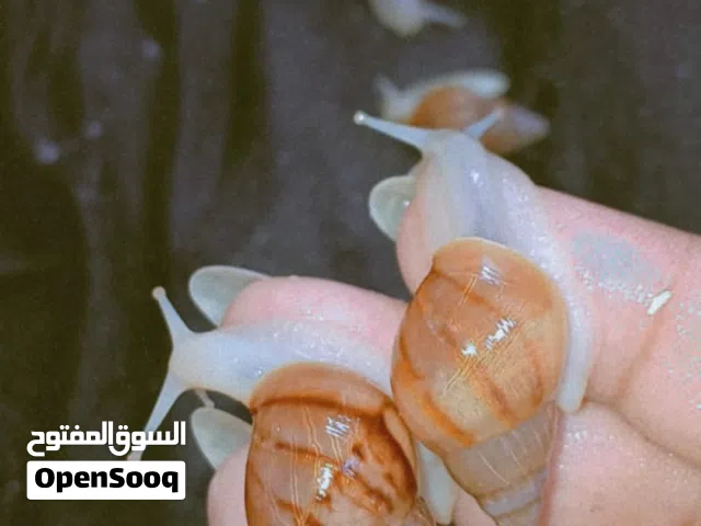 حلزون افريقي عملاق