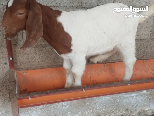صخل وصخله بورقوت بيور للبيع ..