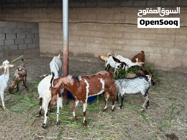 غنم صلالي ممتاز