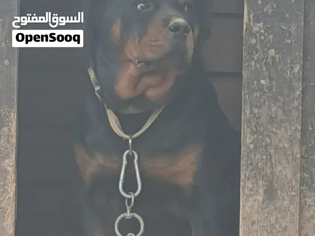 انثى روت وايلر