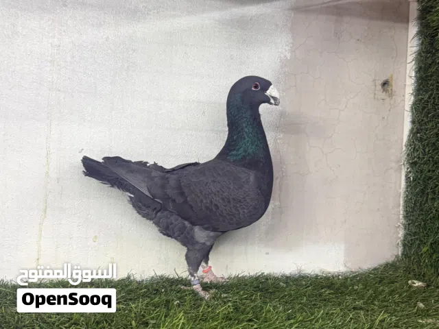 اقراء الوصف مهم جدا