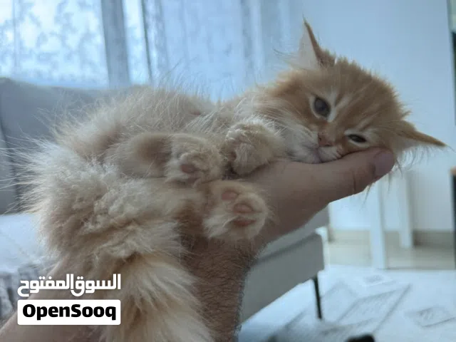 قطة بيرشن بعمر4 شهور