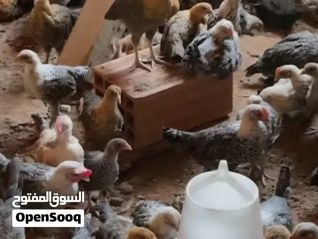 مطلوب وأبحث عن صيصان الفيومي والفرنسي الأبيض عمر شهرين بشرط بيور وقيمه مناسبه