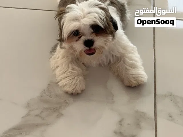 شيتزو العمر ثلاث شهور