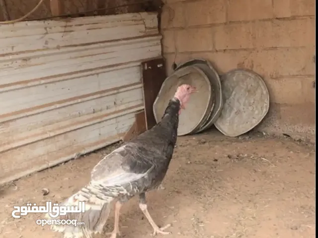 دجاج رومي للبيع