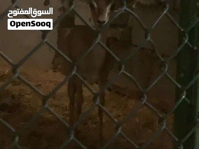 غزلان دماني