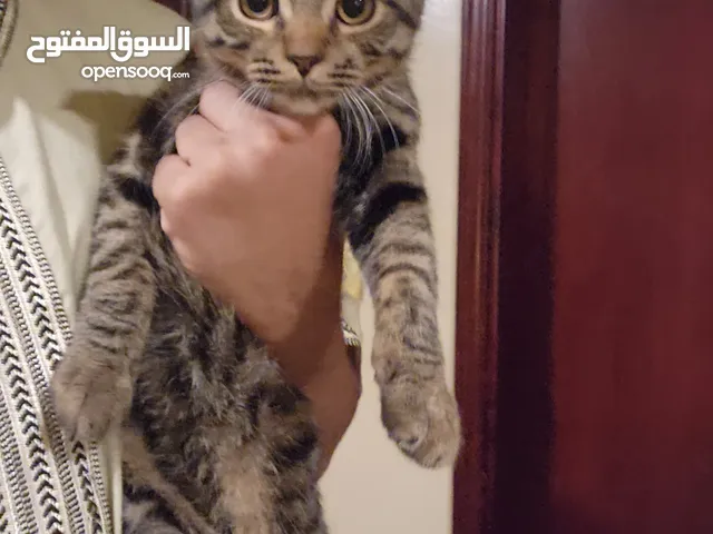 قط سكوتش فولد بدون رسوم لمن يتقي الله فيه