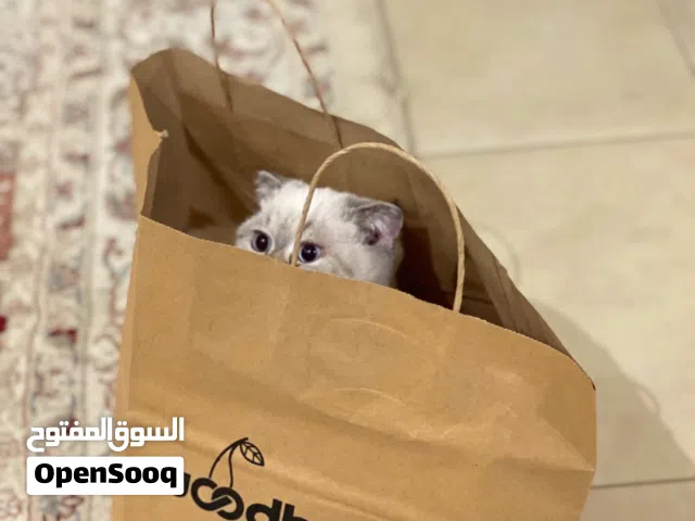 قطو ذكر ، عمره 8 شهور ، نوعه سكوتش