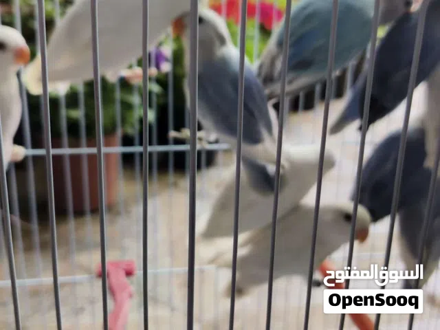 متاح 11حبه طفرات اقرأ الوصف