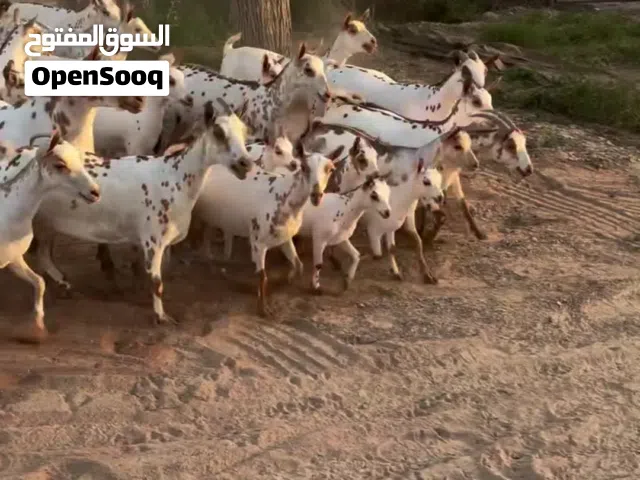 غنم غنم.....