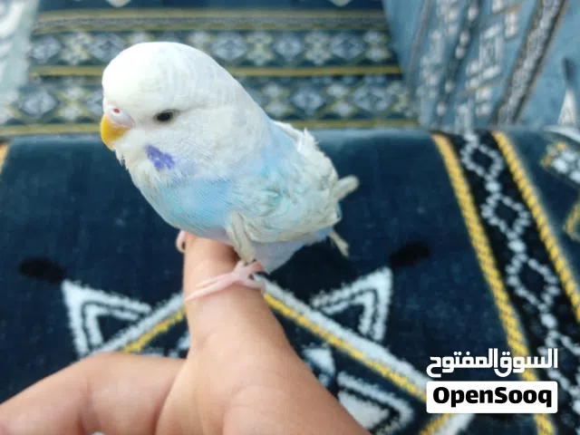 طير حب نثية تركيبة اليفة شوف زصف