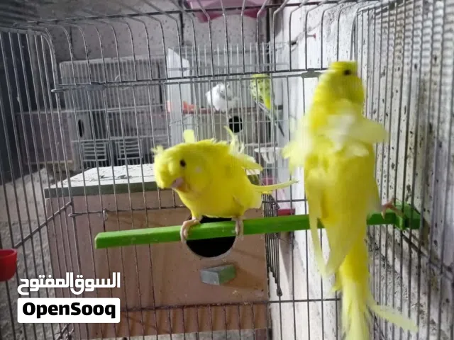 مطلوب طيرة هوقو رومو شغاله مع قفص وكوخ