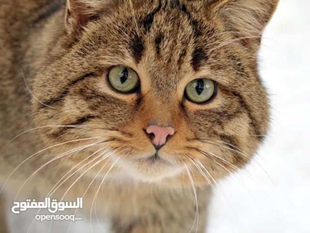 A powerful cat is working out in the gym.