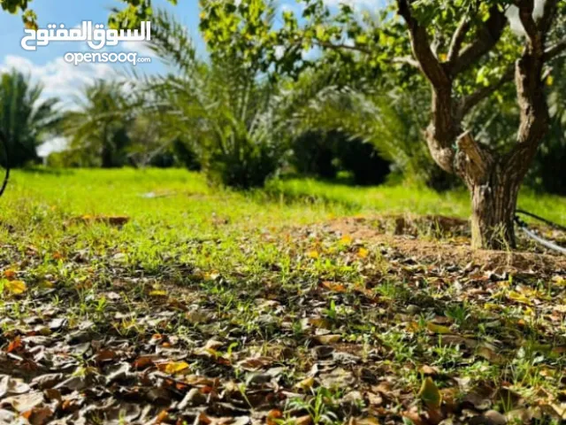 Studio Farms for Sale in Tripoli Wadi Al-Rabi