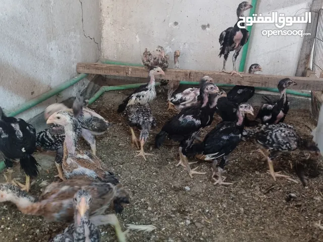 السلام عليكم ورحمة الله وبركاته شيكات كينج شامو للبيع عمرها شهرين