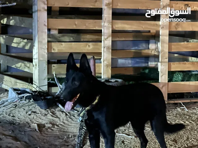 كلب مالينوا مفقود