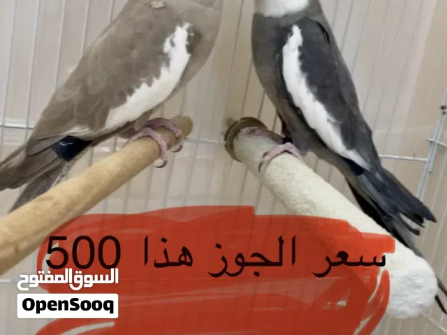 طيور كروان العدد خمسه الموقع القويعية