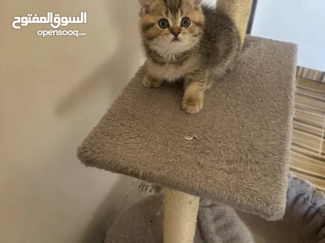 سكوتش تريبل فولد وستريت