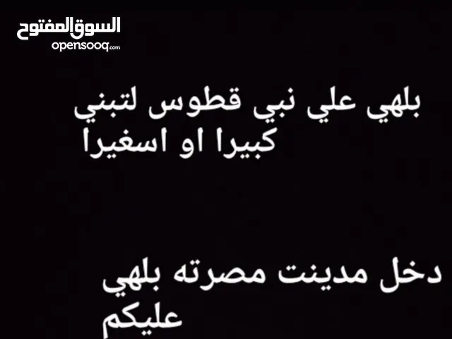 سلام عليكم نبي كتوس لتبني بلهي عليكم مكن دخل مدينت مصراته