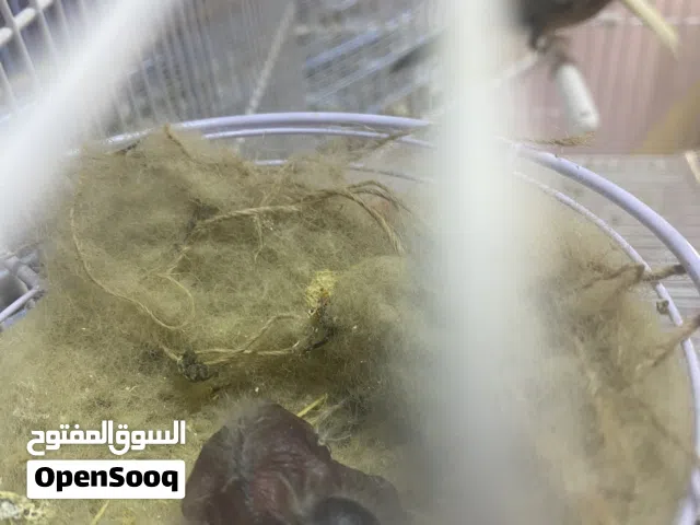 كناري للبيع
