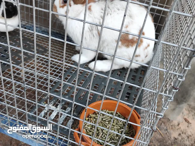 عدد 2 اناثي وذكر الماني بعون الله درجه نظيفه ممتازات خالي من العيوب وعدد 2بطاريه بمنظومه الماء شبه