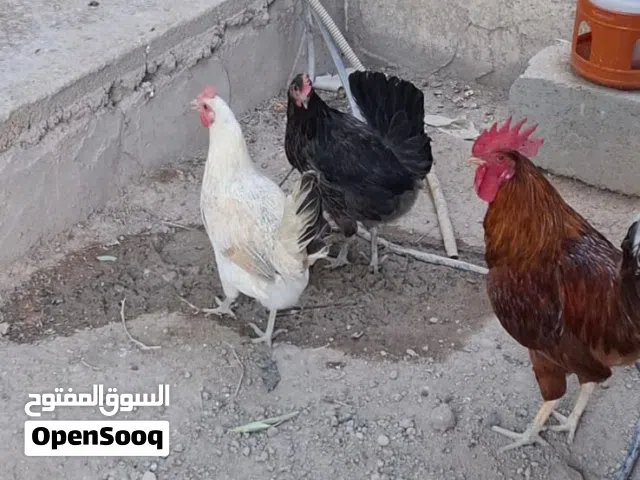 شوف الوصف مهم