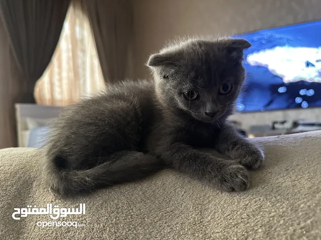 1 and a half month old scottish fold female
