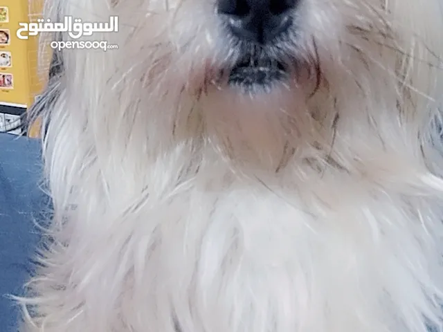 كلاب زينه للبيع مستعجل علي البيع