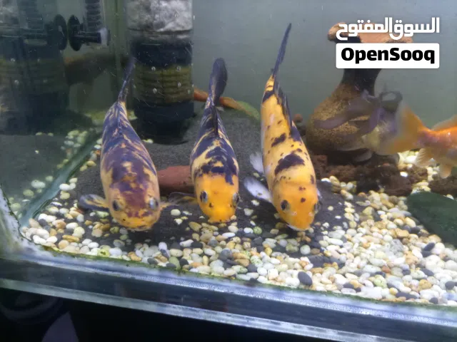 3 سمكات كوي