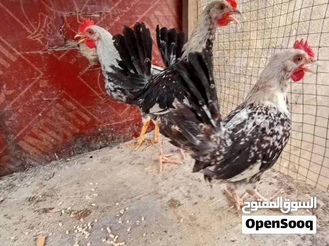 ديوجة دندراوي خط اول سعر التك ب5 الف مكاني البصرة ابي الخصيب