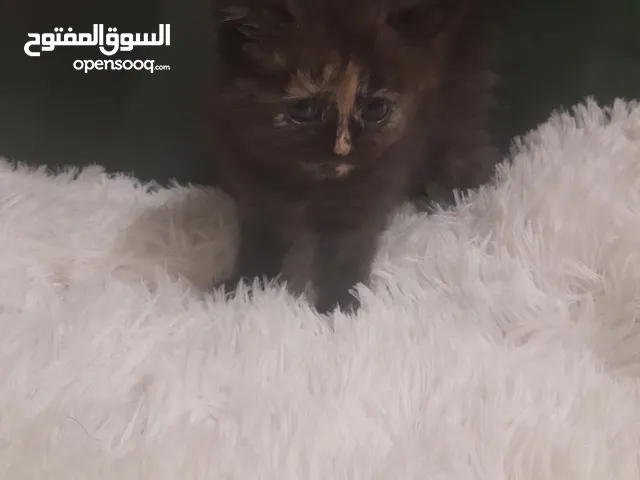 قطط شيرازي للبيع