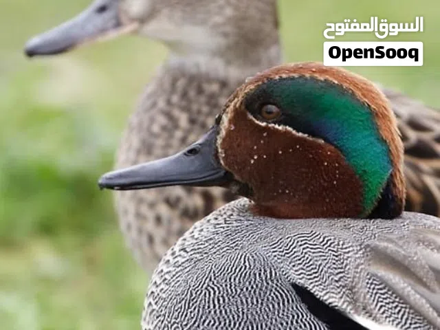 زوج بط الحذاف الجميل