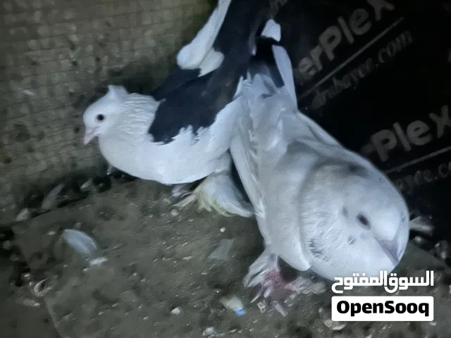 دشش زينه زوج للبيع