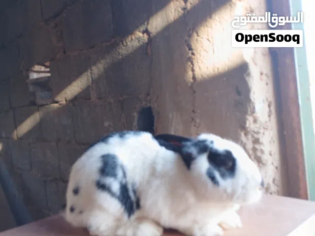 أرانب للبيع