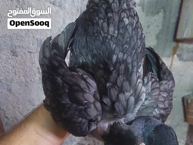 للبيع  6 دجاجات وديج