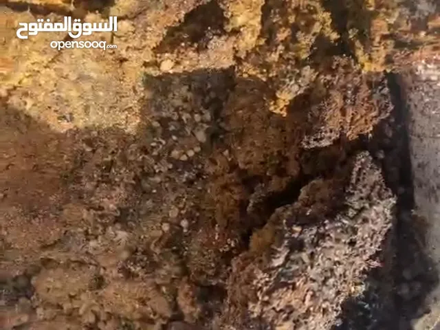 جلة دجاج صافية من الفرشة