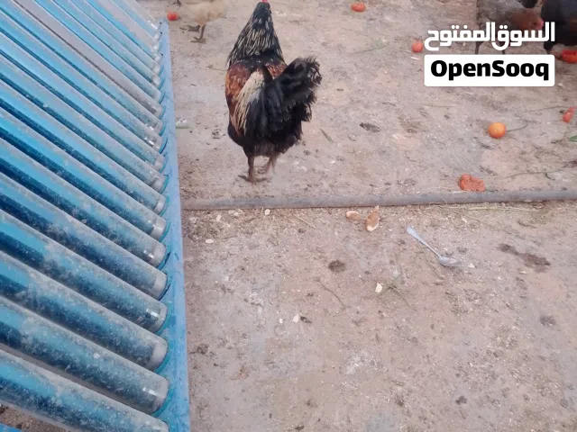 بيض بلدي للبيع  مخصب للفقاسات والاكل
