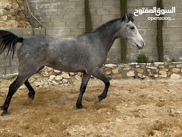 فرس عربية غير مسجلة خمس سنوات عالية