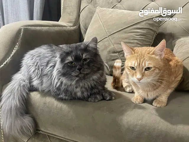 2 adult cats for temporary care